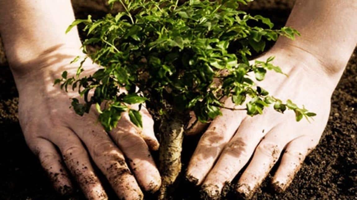 Okul Bahçemizi Düzenleme ve Ağaçlandırma Faaliyetimiz